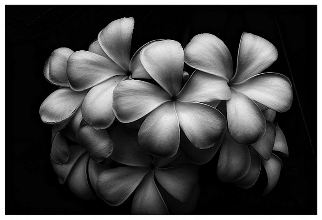 MERIT.....Sue Tardiani